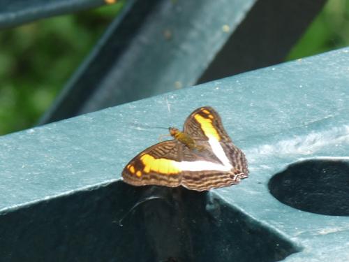 Adelpha sp.